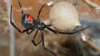 Black Widow Spider. Chuck Evans(mcevan)”., CC BY 2.5, via Wikimedia Commons