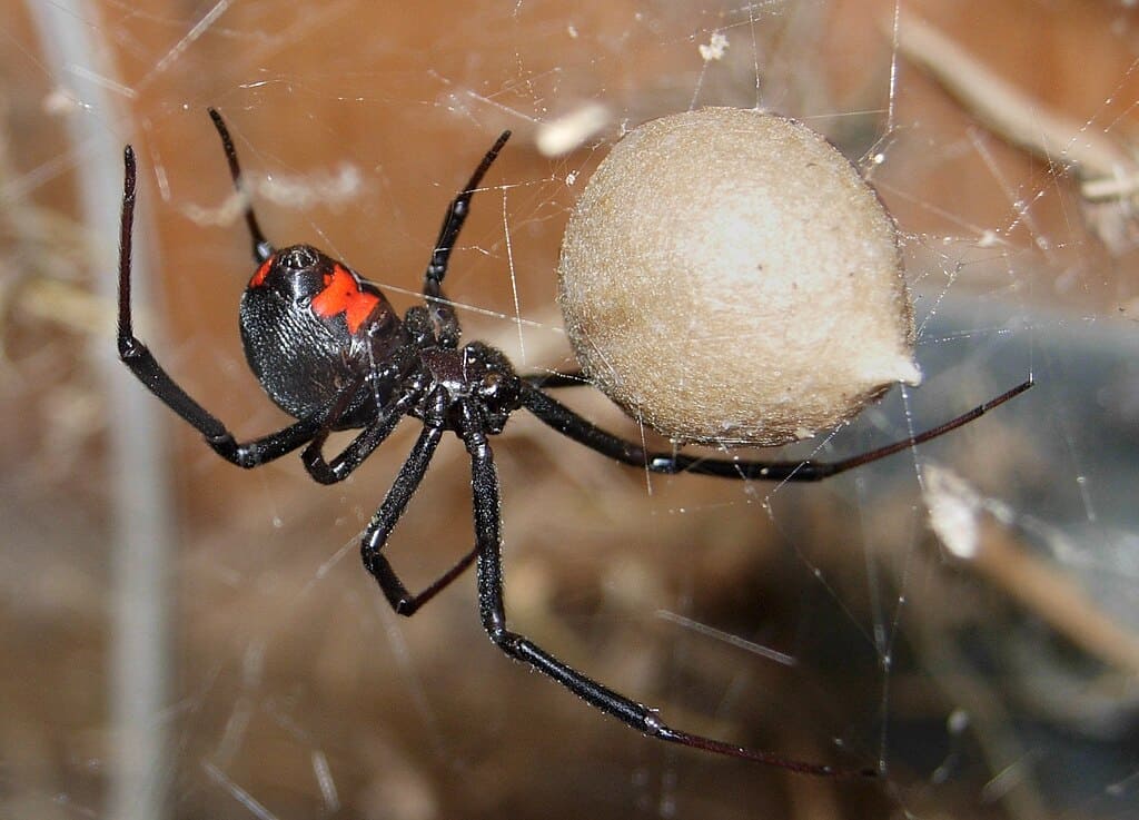 Black Widow Spider. Chuck Evans(mcevan)”., CC BY 2.5 https://creativecommons.org/licenses/by/2.5, via Wikimedia Commons