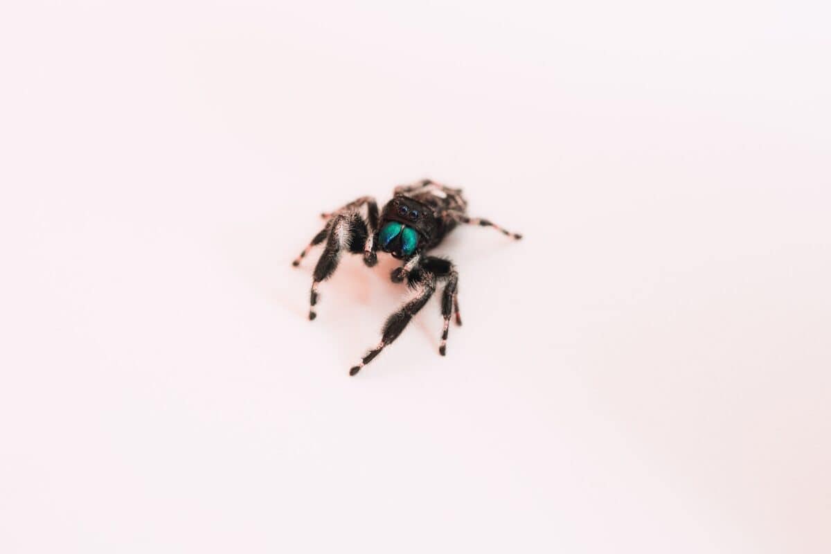 Bold Jumping Spider (Phidippus audax)