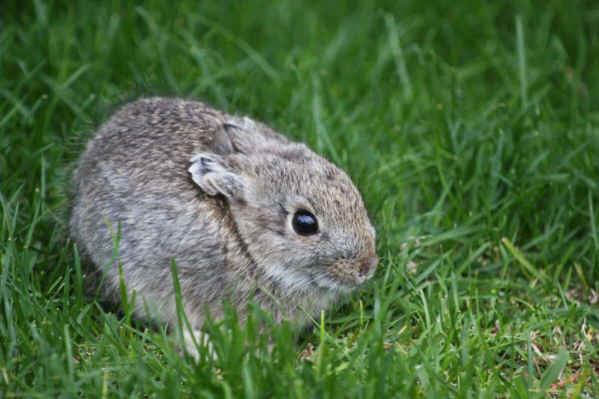 A pygmy rabbit (Brachylagus idahoensis)