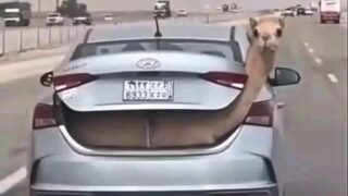 Camel in Car Truck