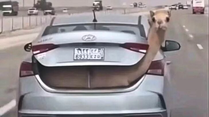 Watch: Camel Chilling in Car Trunk in Saudi Arabia