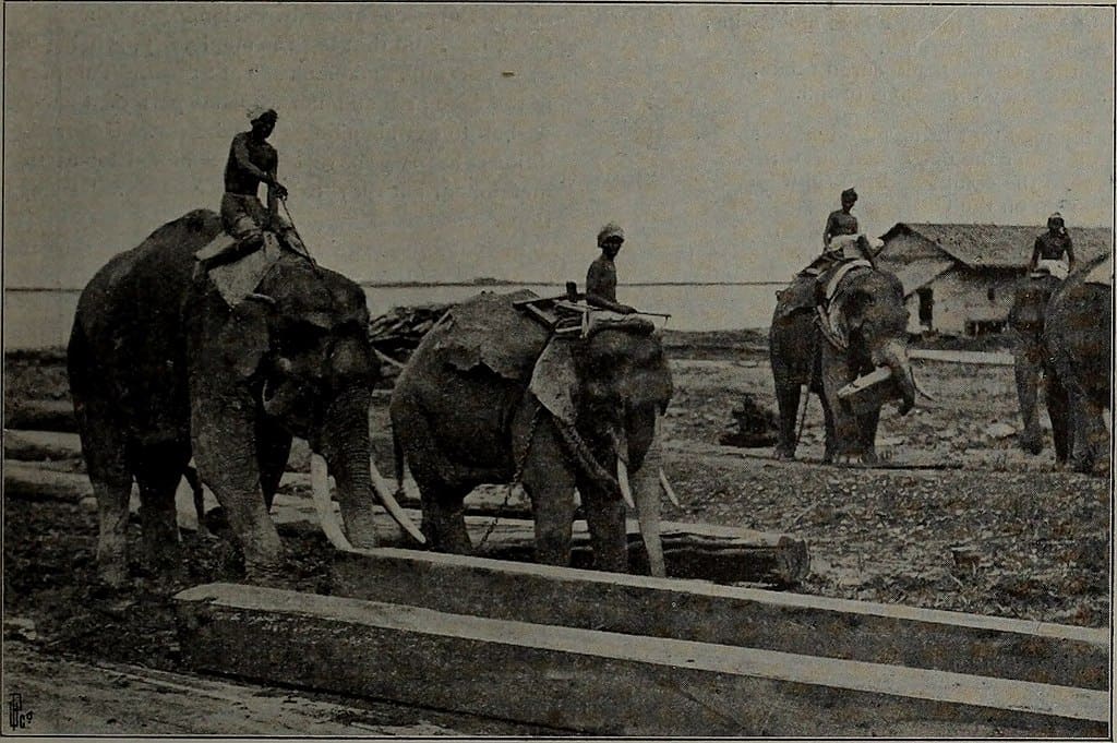 elephant workers