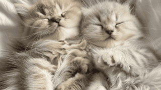 Cuddling Cats - Image created by Chris with MiJourney