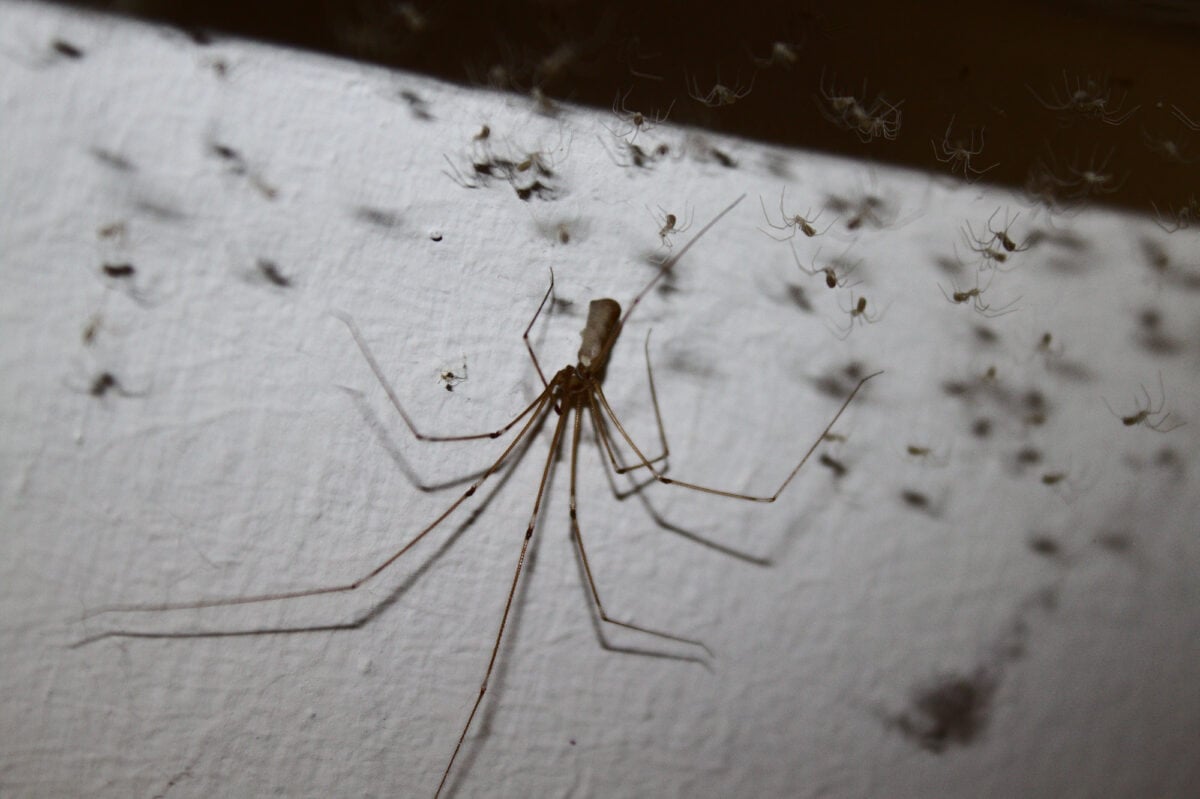 Cellar Spider 