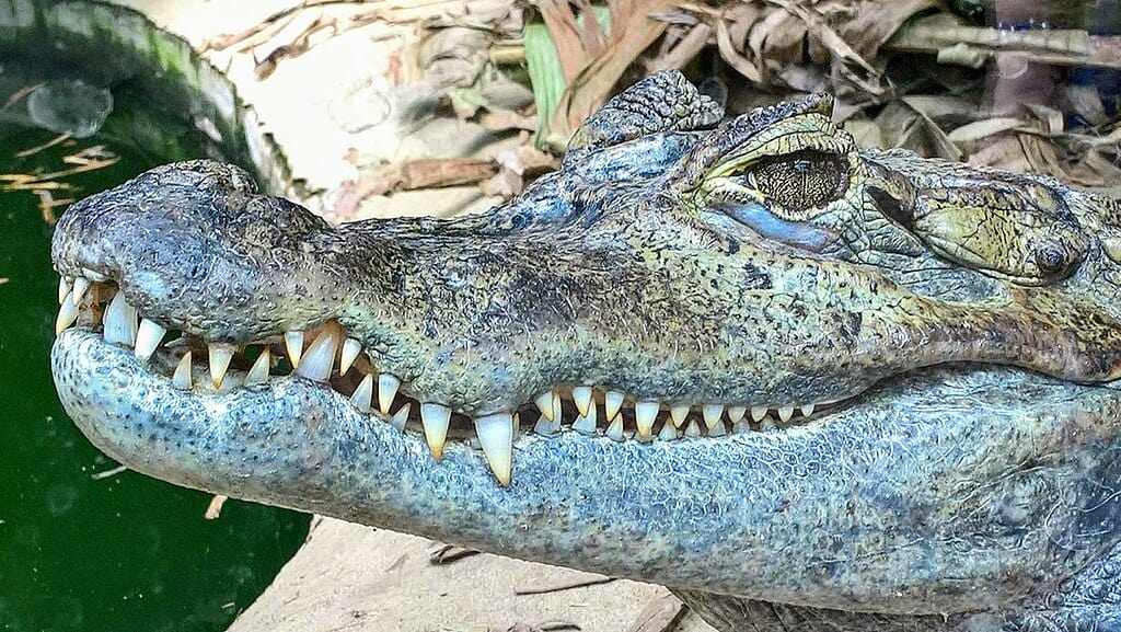 Crocodile head 