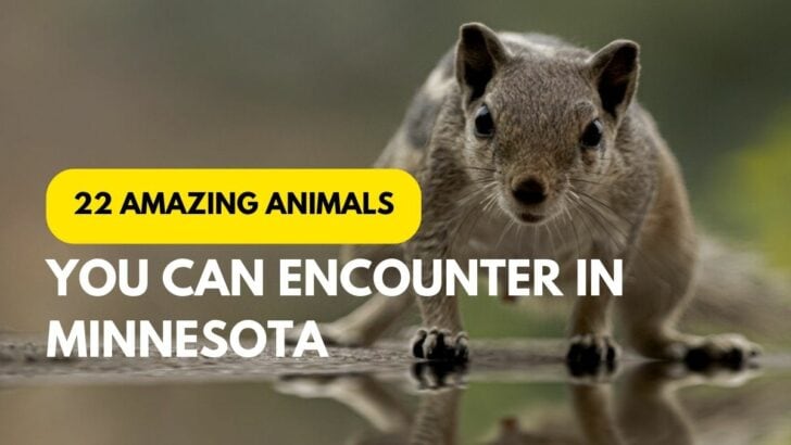 22 Animals You Could Encounter If You Go Camping in Minnesota