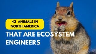 ecosystem engineers in north america
