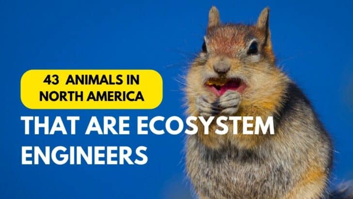 42 Animals That Are Ecosystem Engineers in North America