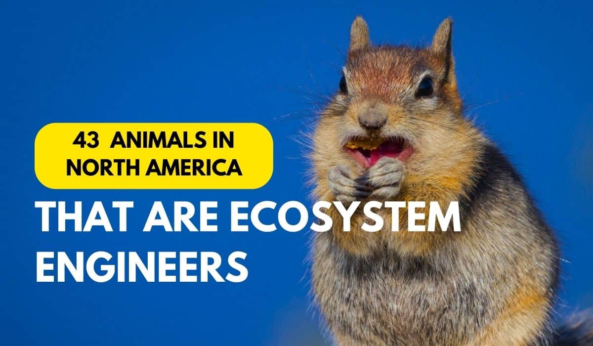 ecosystem engineers in north america