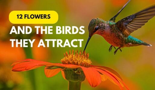 12 Flowers and the Beautiful Birds They Will Attract to Your Yard
