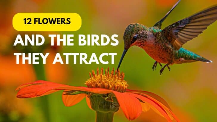 12 Flowers and the Beautiful Birds They Will Attract to Your Yard
