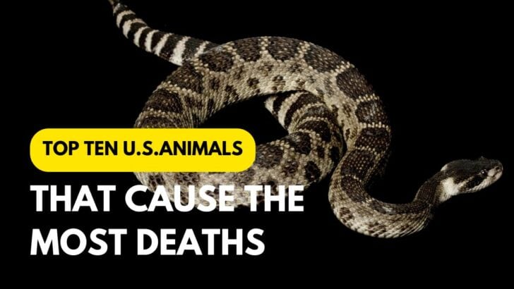 Top 11 Animals That Cause the Most Amounts of Deaths in the U.S