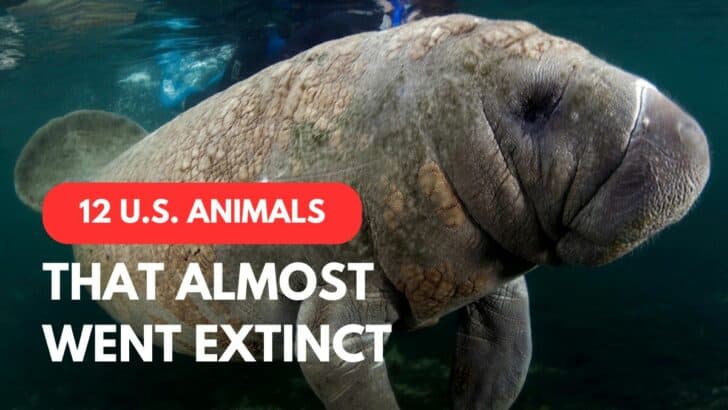 12 U.S. Animals That Have Bounced Back From the Brink of Extinction
