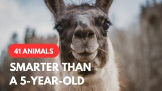 Animals smarter than a 5-year-old