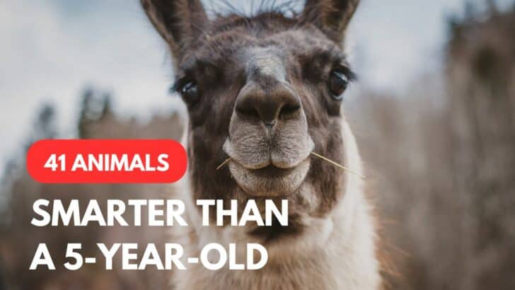 41 Animals That Are Smarter Than a 5-year-old