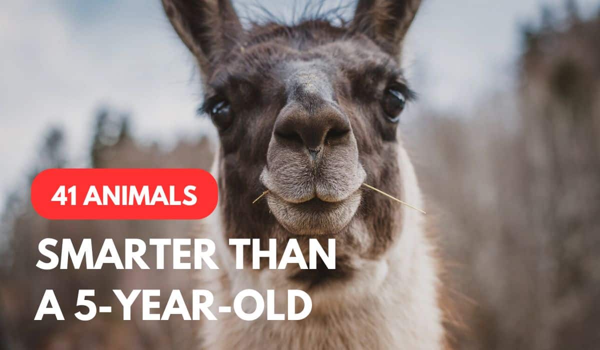 Animals smarter than a 5-year-old