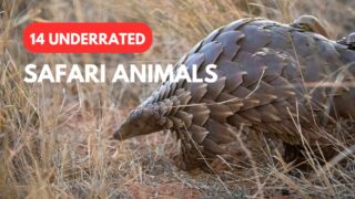 Underrated safari animals
