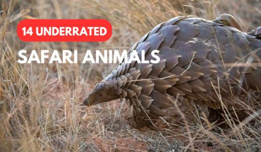 14 Underrated Safari Animals You Should Know About