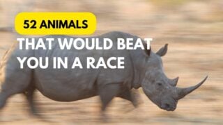 animals that would beat you in a race