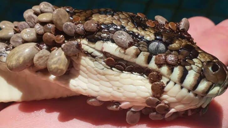 Snake Infested with Over 500 Ticks Found in Australian Swimming Pool