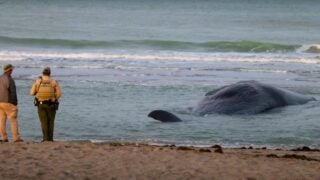 whale beached in Florida