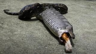 python eats pet cat