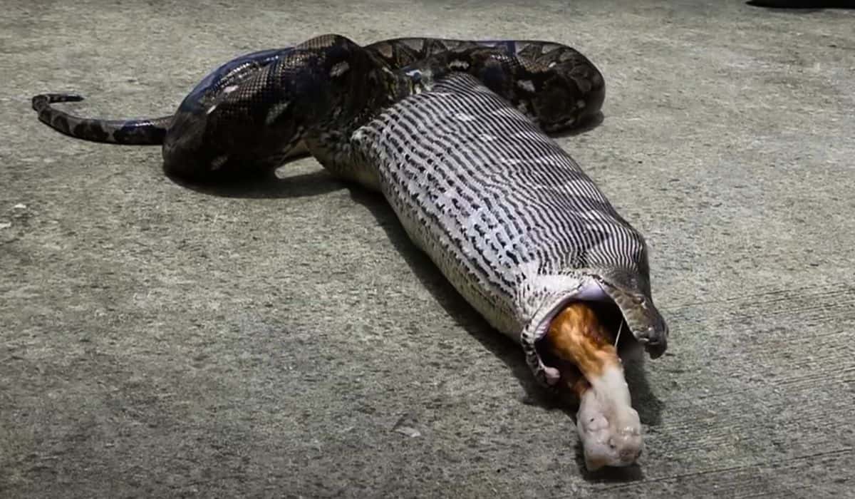 python eats pet cat