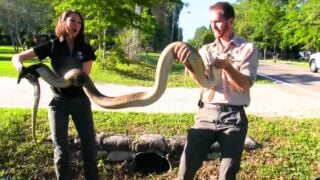woman catches python