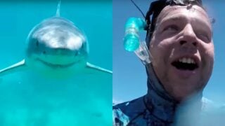 man dives with great white shark
