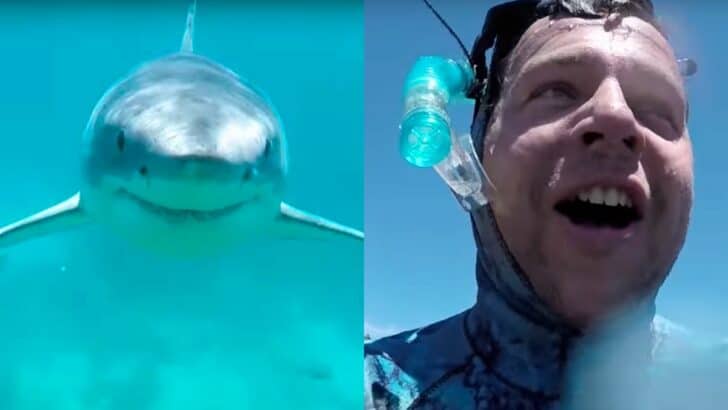 Watch: Man Dives with Great White Shark without a Cage