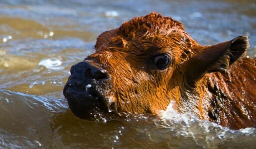 Baby Bison Saved From Drowning in Yellowstone Park