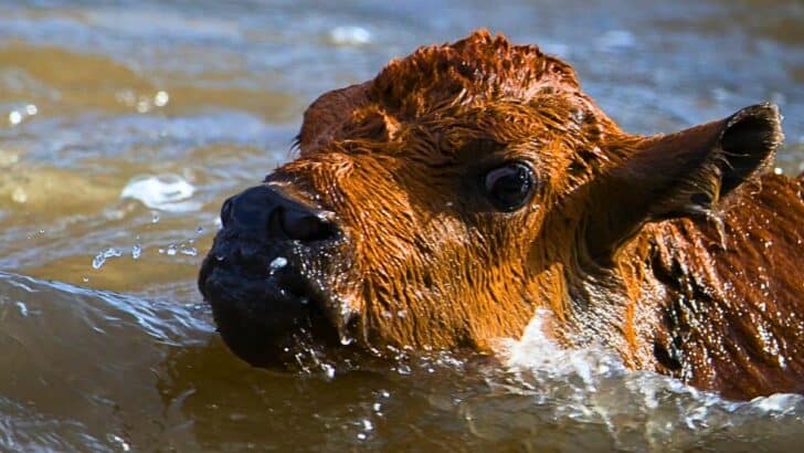 Baby Bison Saved From Drowning in Yellowstone Park