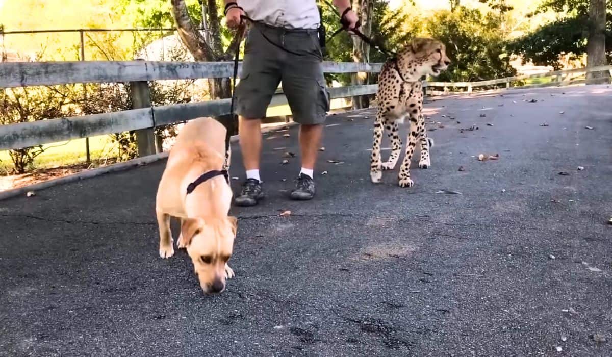 puppy and cheetah become best friends