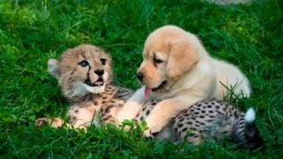 puppy and cheetah become best friends
