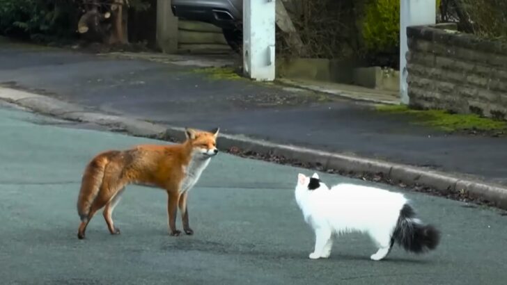 Rare Footage: Wild Fox and Pet Cat Play-Date