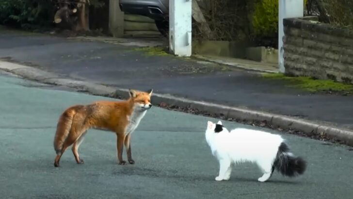 Heartwarming: Wild Fox and Pet Cat Play-Date