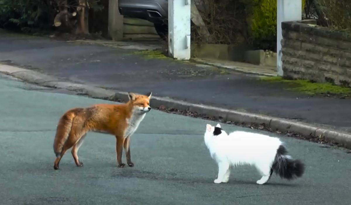 fox and cat have play date