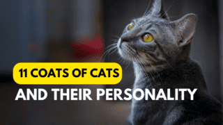 coats of cats and their personality
