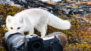 photographer comes close to arctic fox