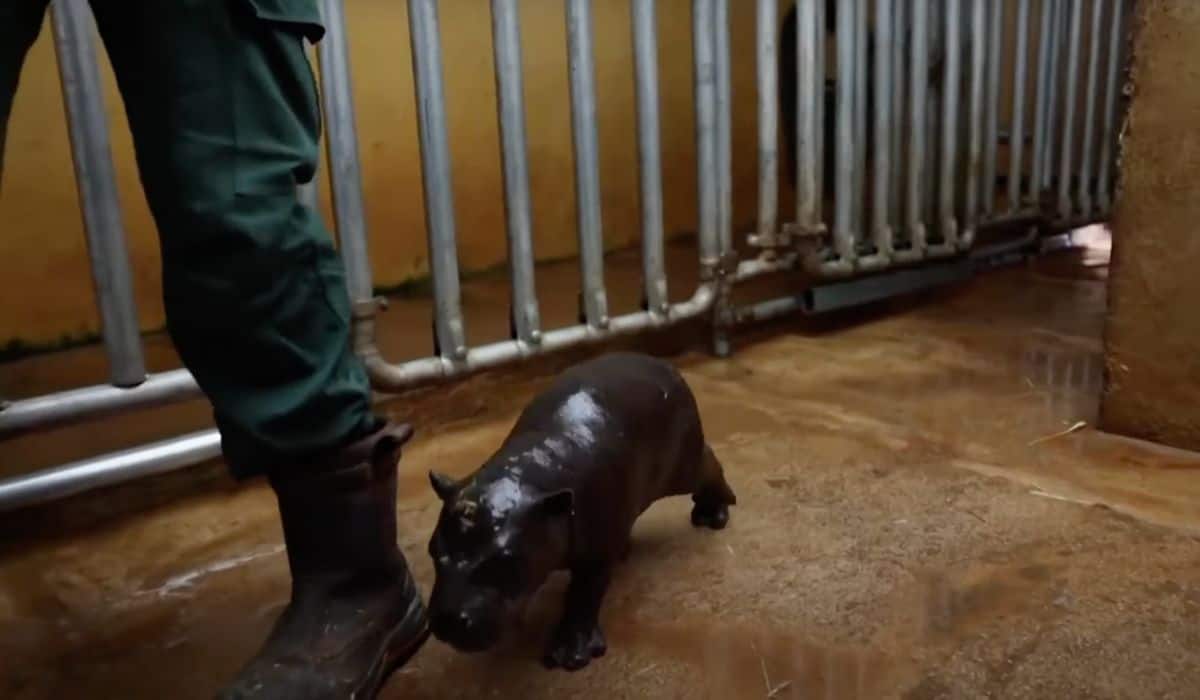 baby pygmy hippo born