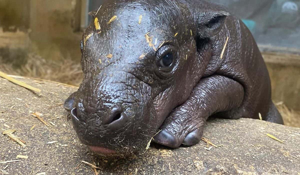 baby pygmy hippo born 