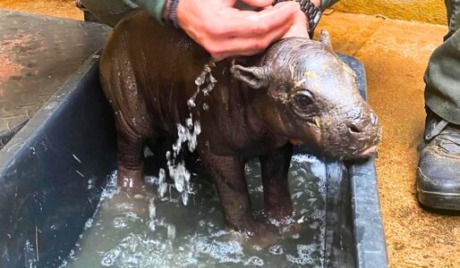 Watch This Rare and Endangered Baby Pygmy Hippo Born at Athens Zoo