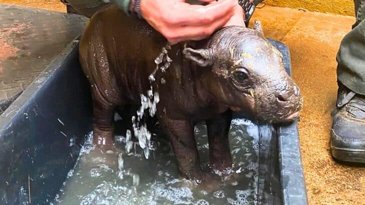 Watch This Rare and Endangered Baby Pygmy Hippo Born at Athens Zoo