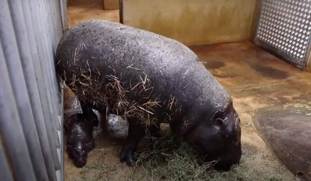 baby pygmy hippo born