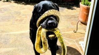 dog has snake wrapped around its mouth