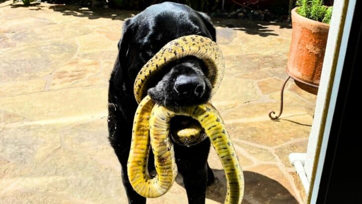 Dog Has Snake Wrapped Around Mouth