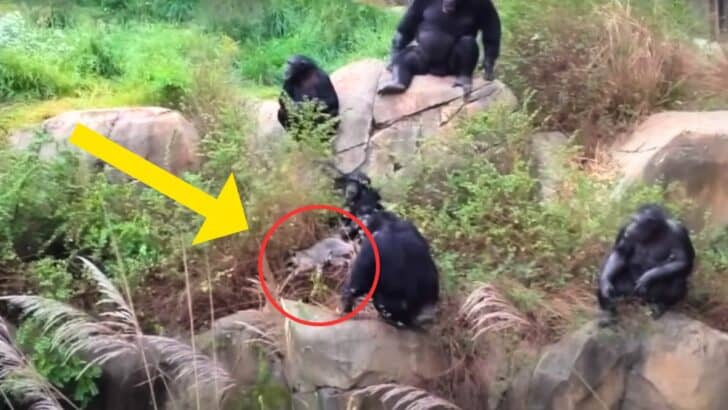 Watch: Raccoon Trapped Inside Chimpanzee Cage at Zoo