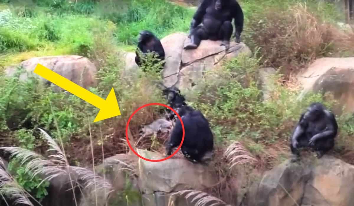 raccoon trapped inside chimpanzee cage