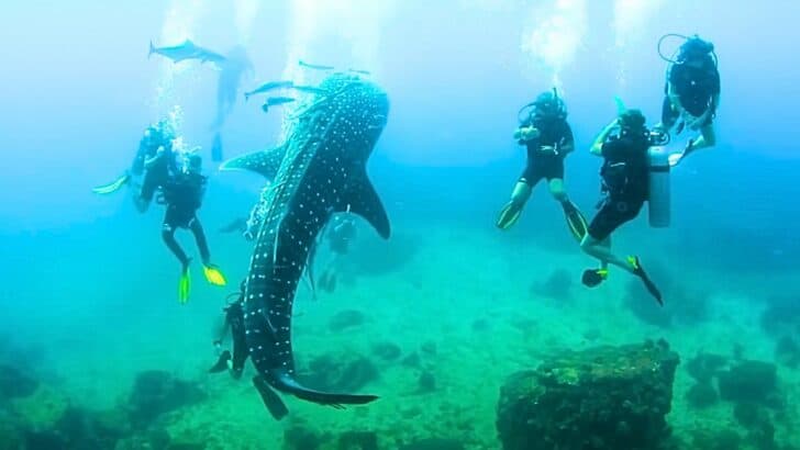 Divers Encounter the Friendliest Baby Shark